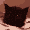 Tsar