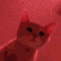 Maadcat